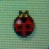 Ladybug.jpg