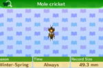 Mole_cricket.jpg